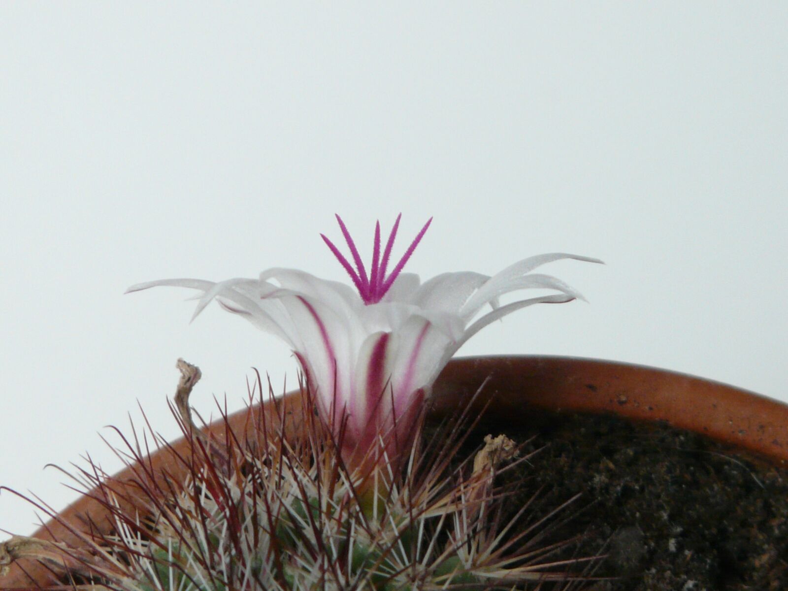 Panasonic DMC-FZ18 sample photo. Blossom, bloom, cactus photography