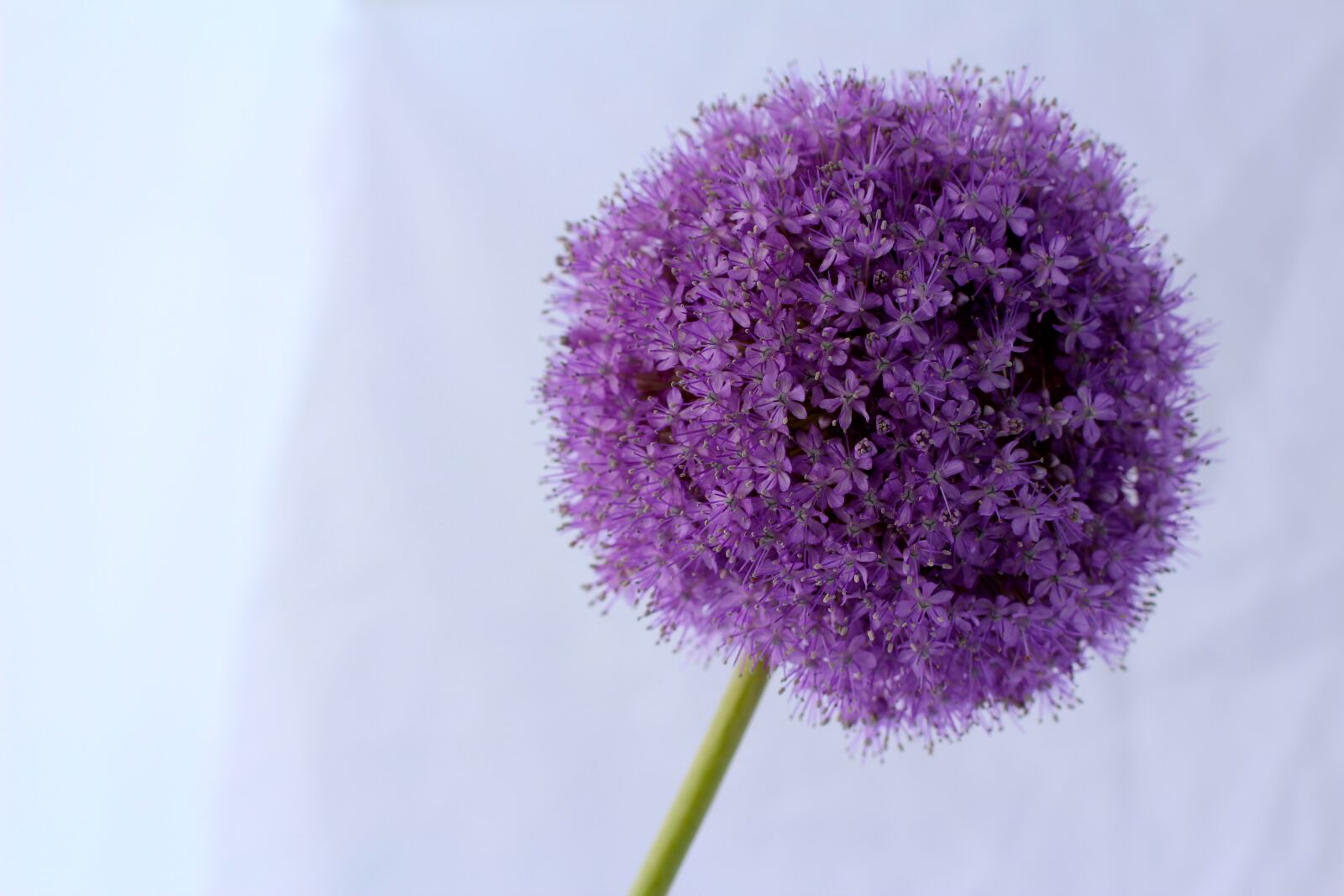 Canon EOS 600D (Rebel EOS T3i / EOS Kiss X5) + Canon EF 50mm F1.4 USM sample photo. Allium, purple, ball photography