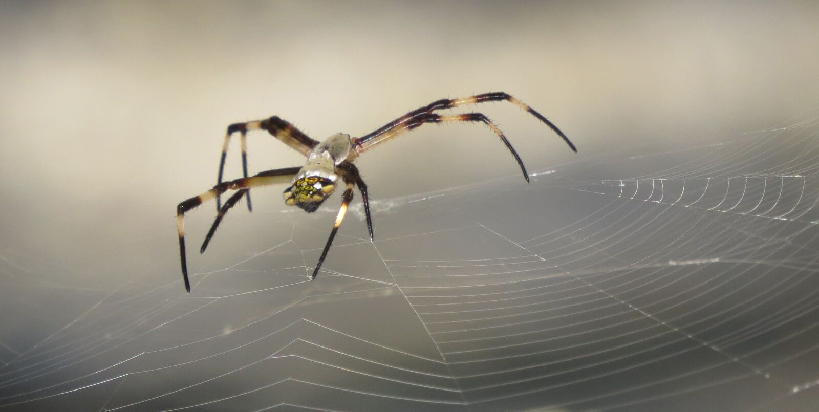 Canon PowerShot SX50 HS sample photo. Spider, insect, nature photography
