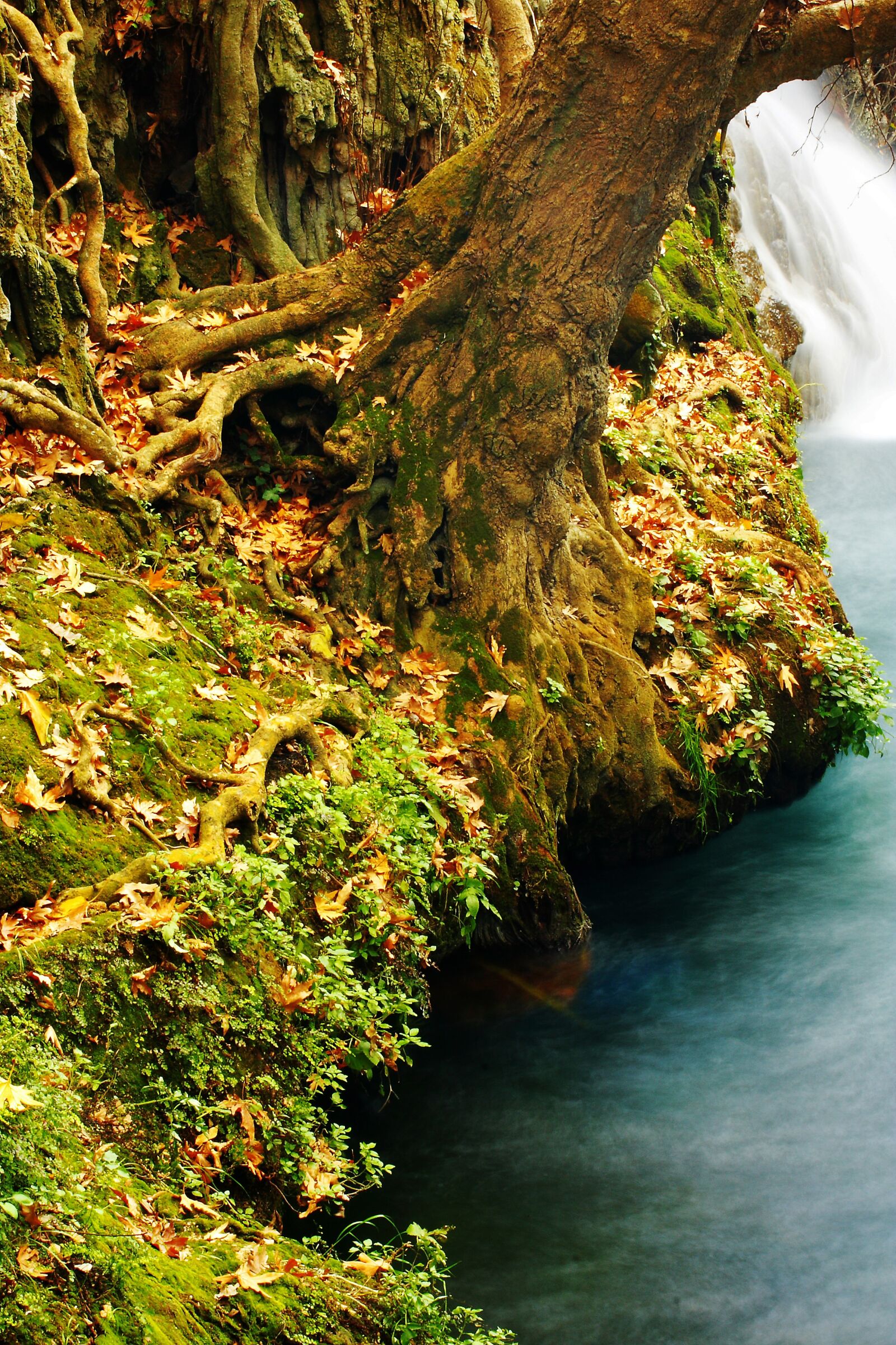 Canon EOS 40D sample photo. Landscape, water, tree photography