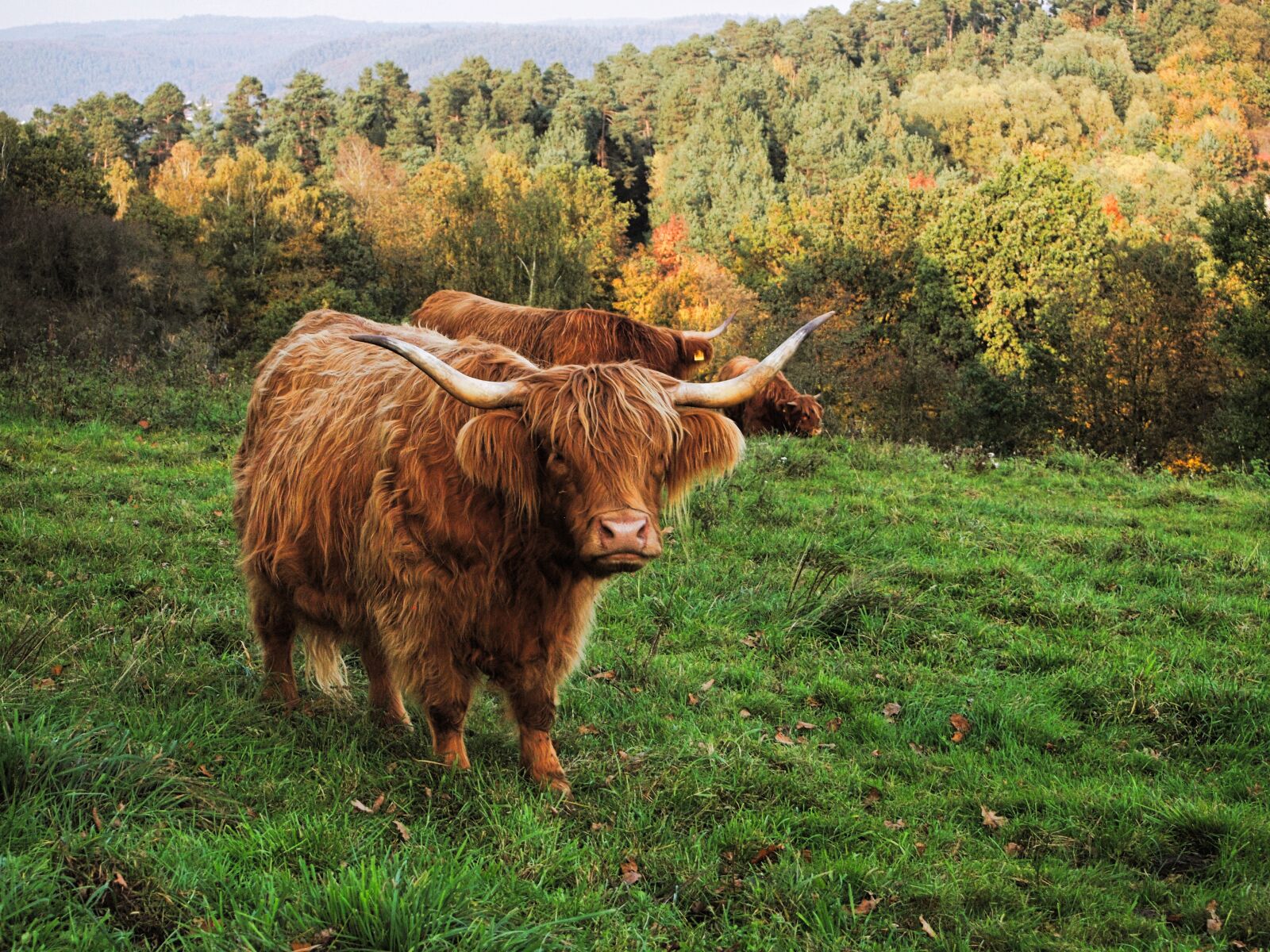 Olympus PEN E-P1 sample photo. Cow, beef, highland beef photography
