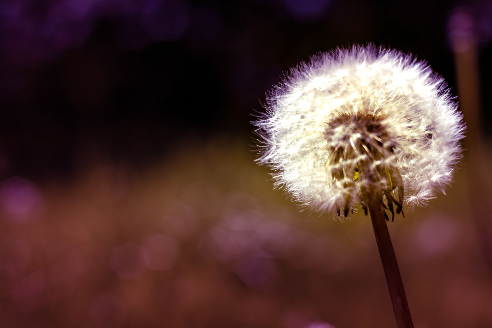 Nikon D3300 sample photo. Dandelion, flower, nature photography