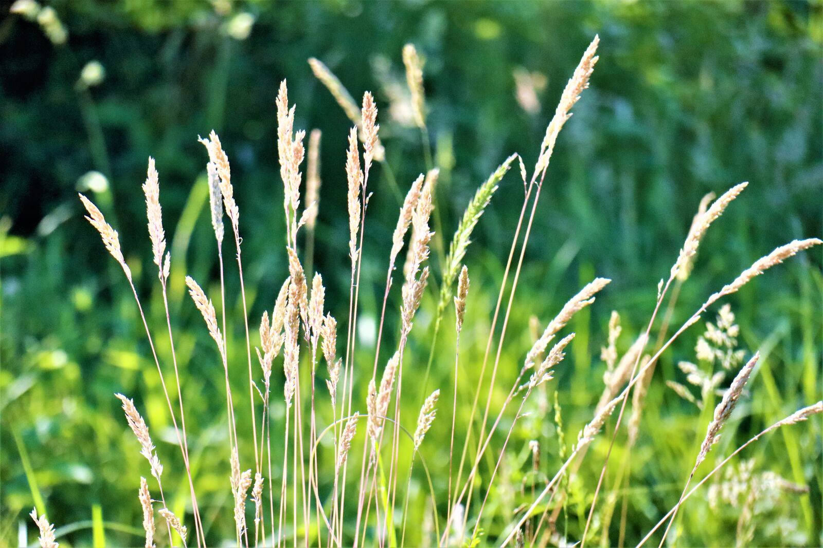 Canon EOS M6 sample photo. Grass, green, meadow photography