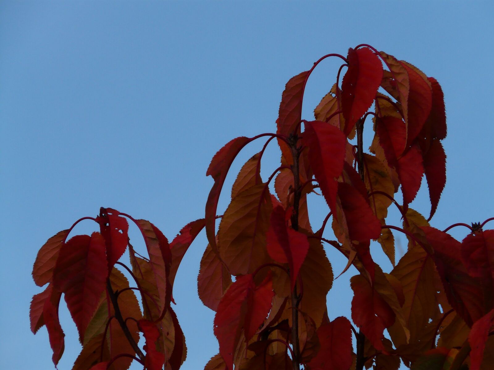 Panasonic DMC-FZ18 sample photo. Leaves, red, coloring photography