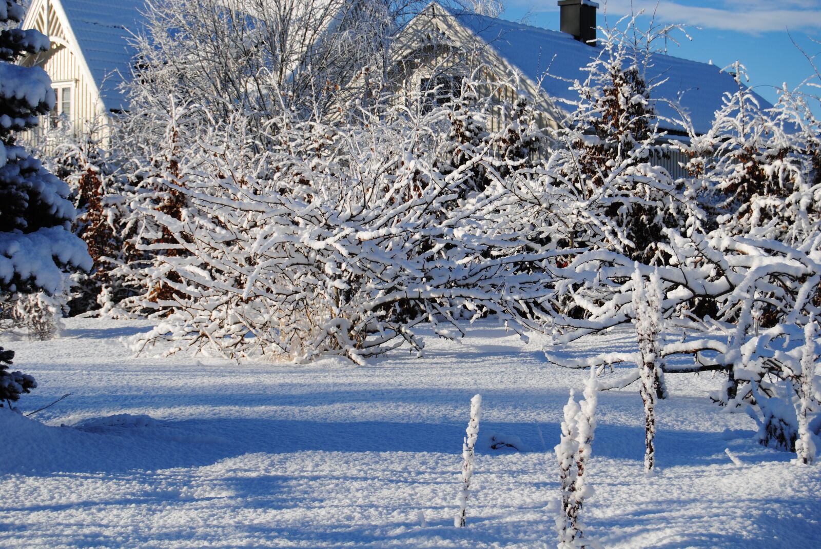 Nikon D3000 sample photo. Winter, snow, the nature photography