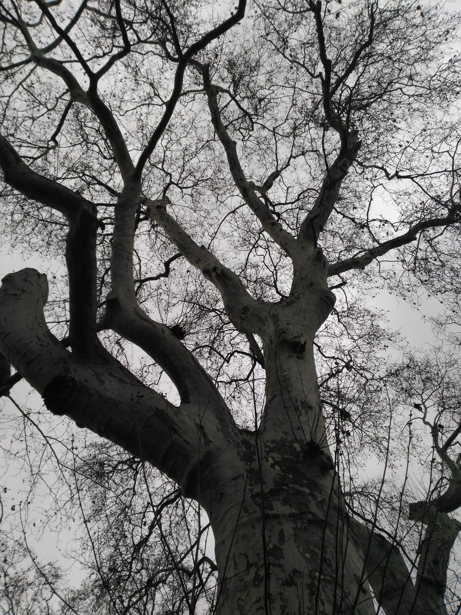 HUAWEI KIW-L21 sample photo. Tree, black and white photography