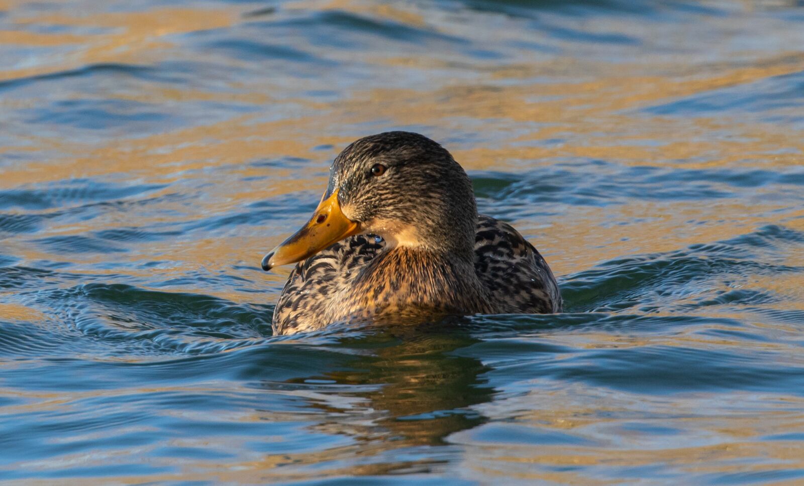 Canon EOS 7D Mark II sample photo. Wigeon ducks, ducks, wigeon photography