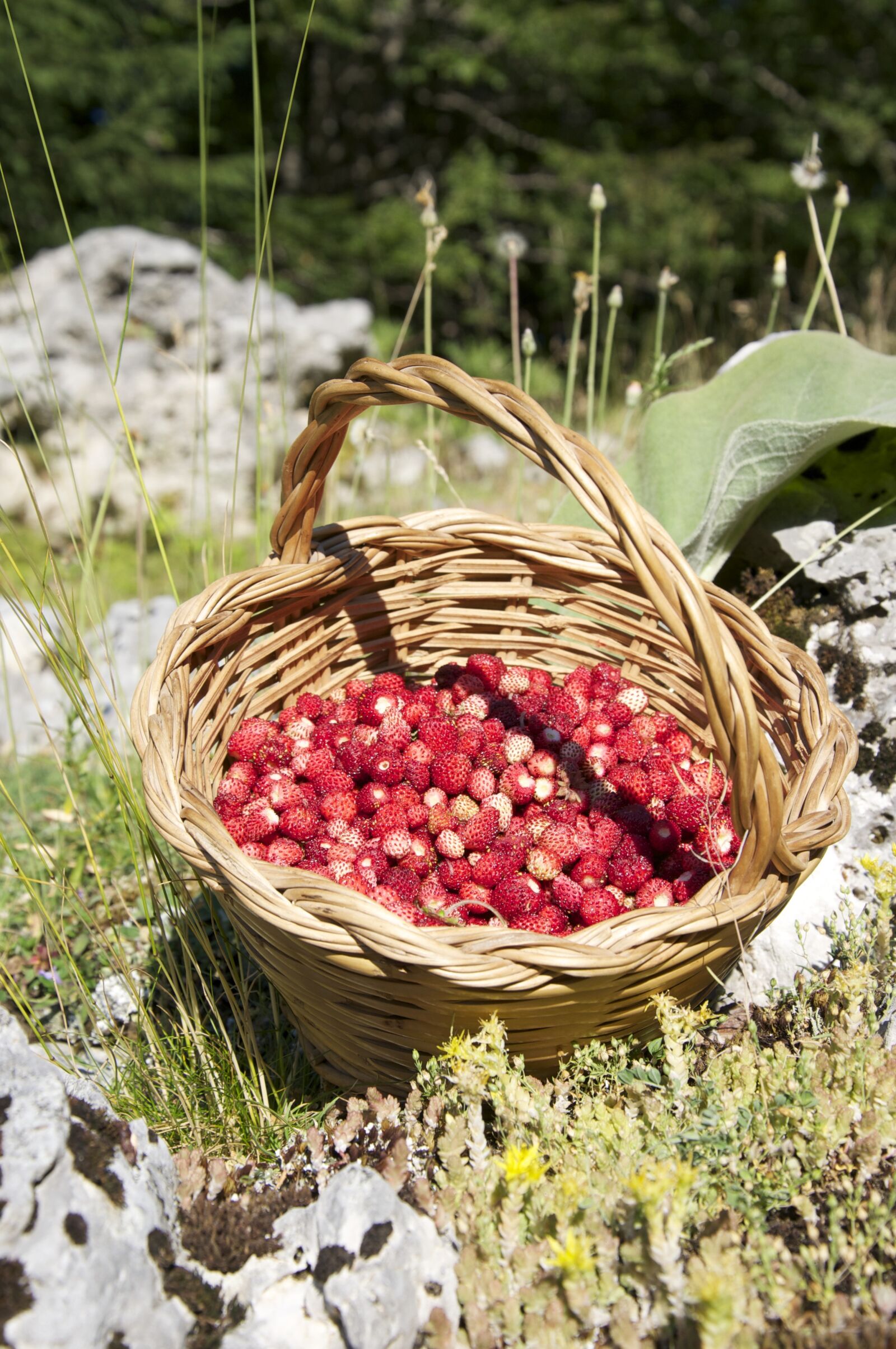 Nikon D90 sample photo. Strawberry, basket, summer photography