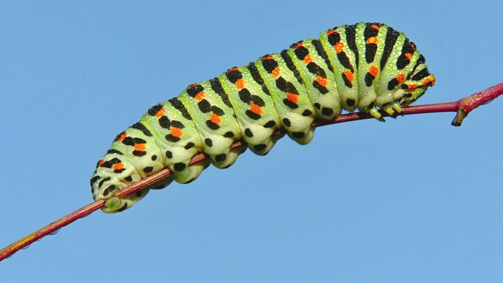 Panasonic Lumix DMC-FZ300 sample photo. Caterpillar, insect, larva photography
