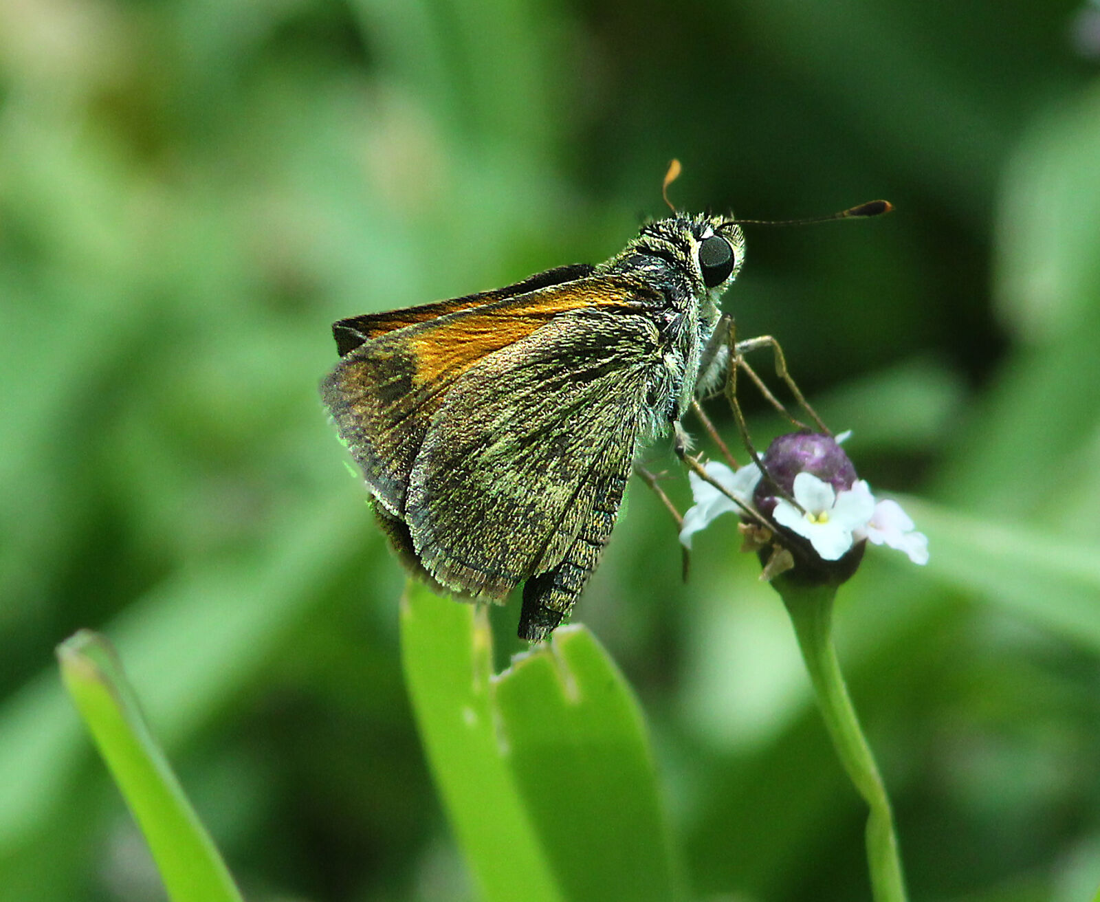 Canon EF 300mm F4L IS USM sample photo