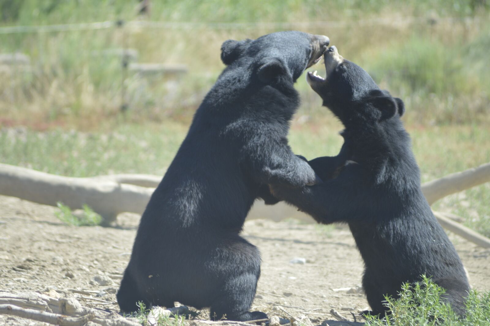 Nikon D3200 sample photo. Sigean, reserve, zoo photography
