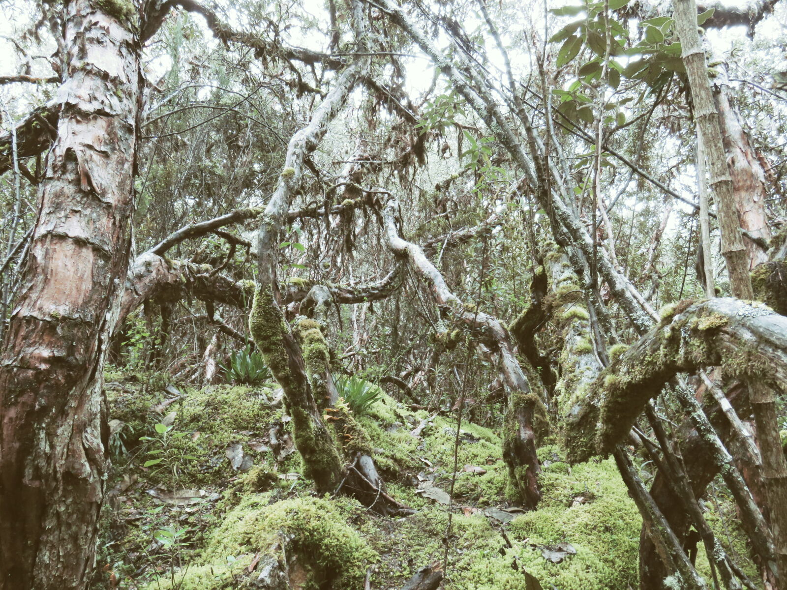 Canon PowerShot SX60 HS sample photo. Altitude, moss, rainforest, trees photography