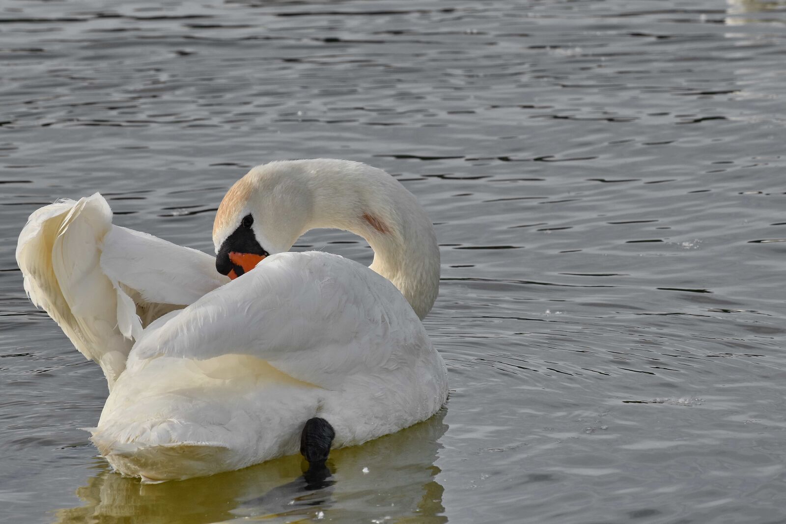 Nikon D5500 sample photo. Swan, swimming, waterfowl, aquatic photography