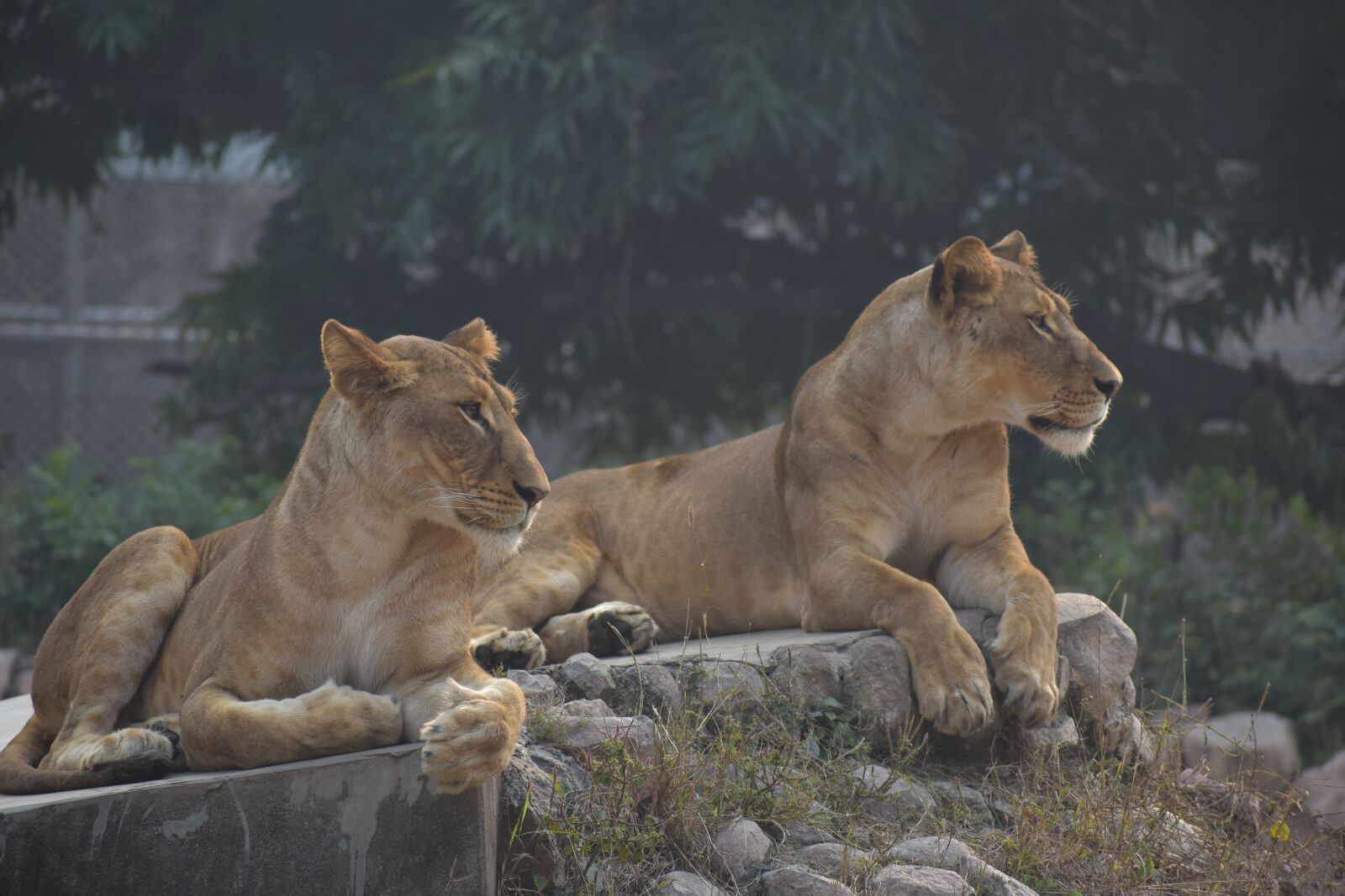 Nikon D5600 sample photo. Lions, nature, animal photography
