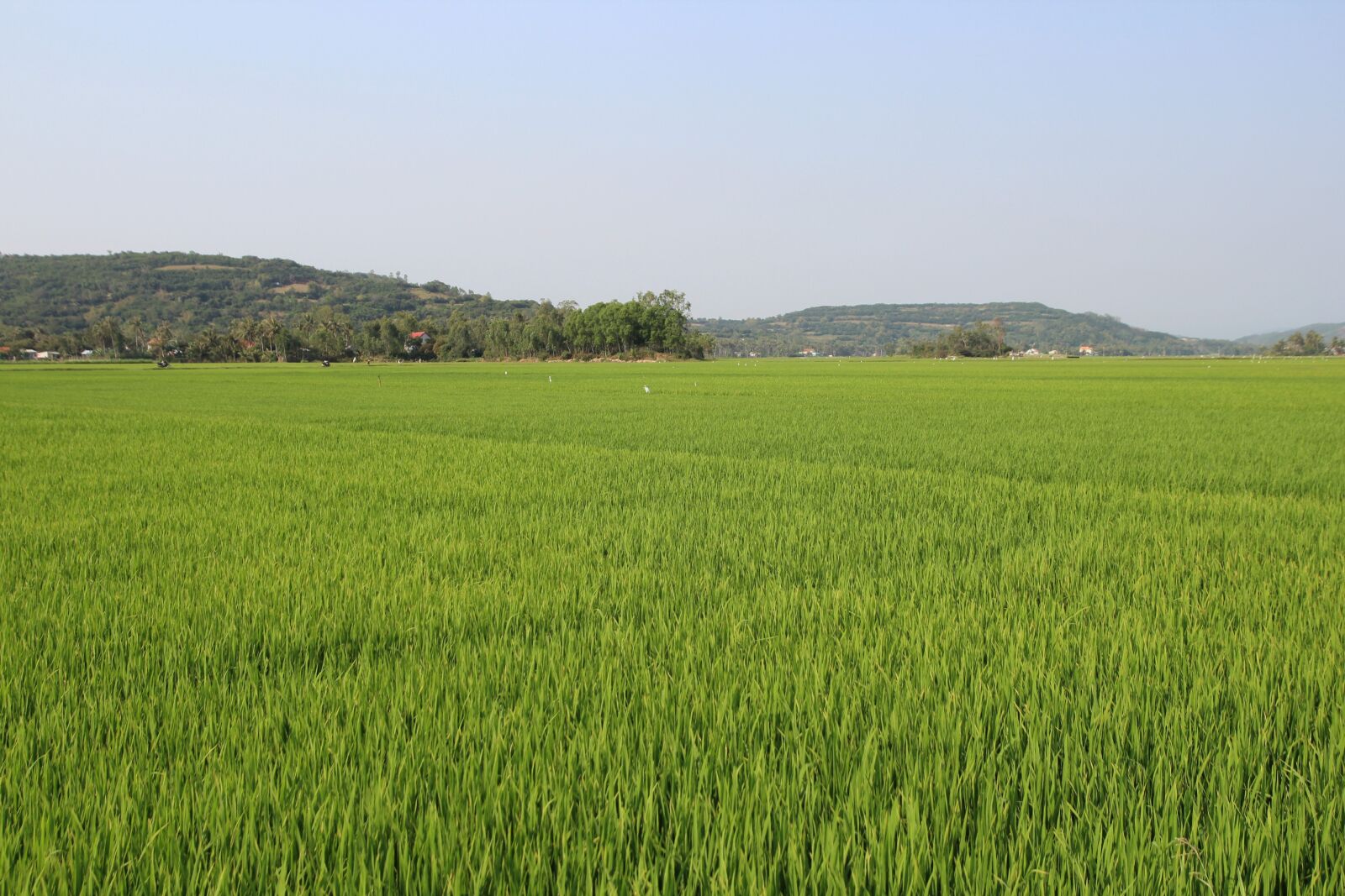 Tamron SP AF 17-50mm F2.8 XR Di II LD Aspherical (IF) sample photo. Vietnam, asia, field photography