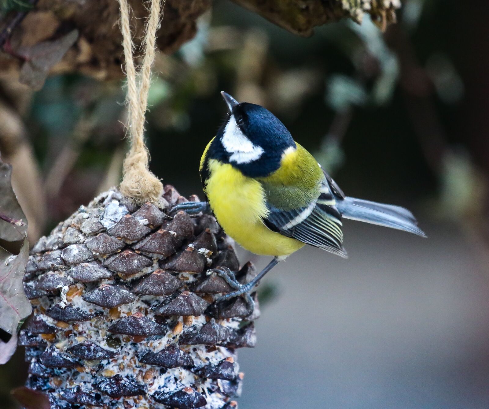 Canon EF 100-400mm F4.5-5.6L IS USM sample photo. Tit, bird, hunger photography