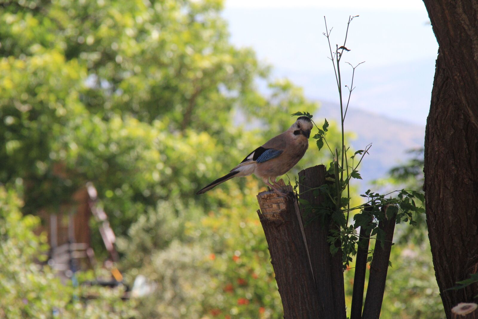 Canon EF-S 18-200mm F3.5-5.6 IS sample photo. Nature, outdoors, bird photography