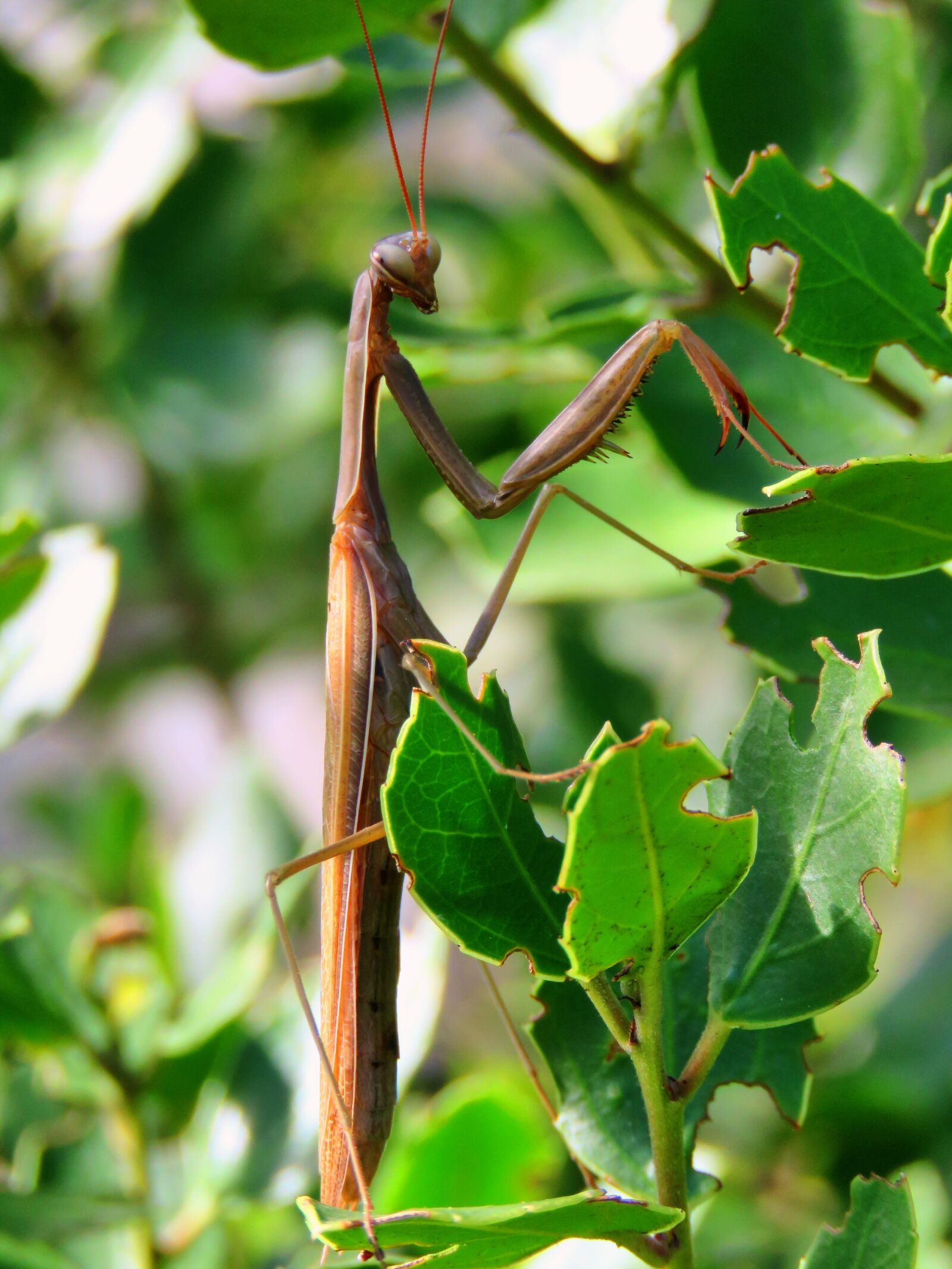 Canon PowerShot SX60 HS sample photo. Praying mantis, leaf, plant photography