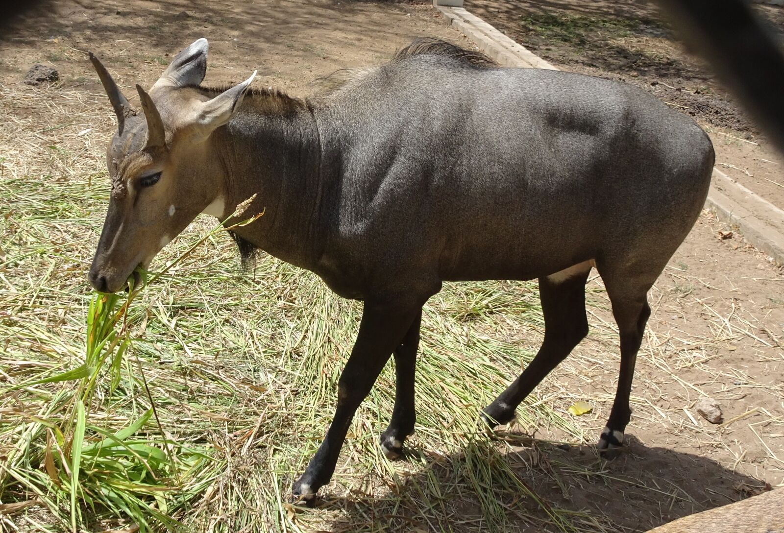 Sony Cyber-shot DSC-HX90V sample photo. Nilgai, blue bull, male photography