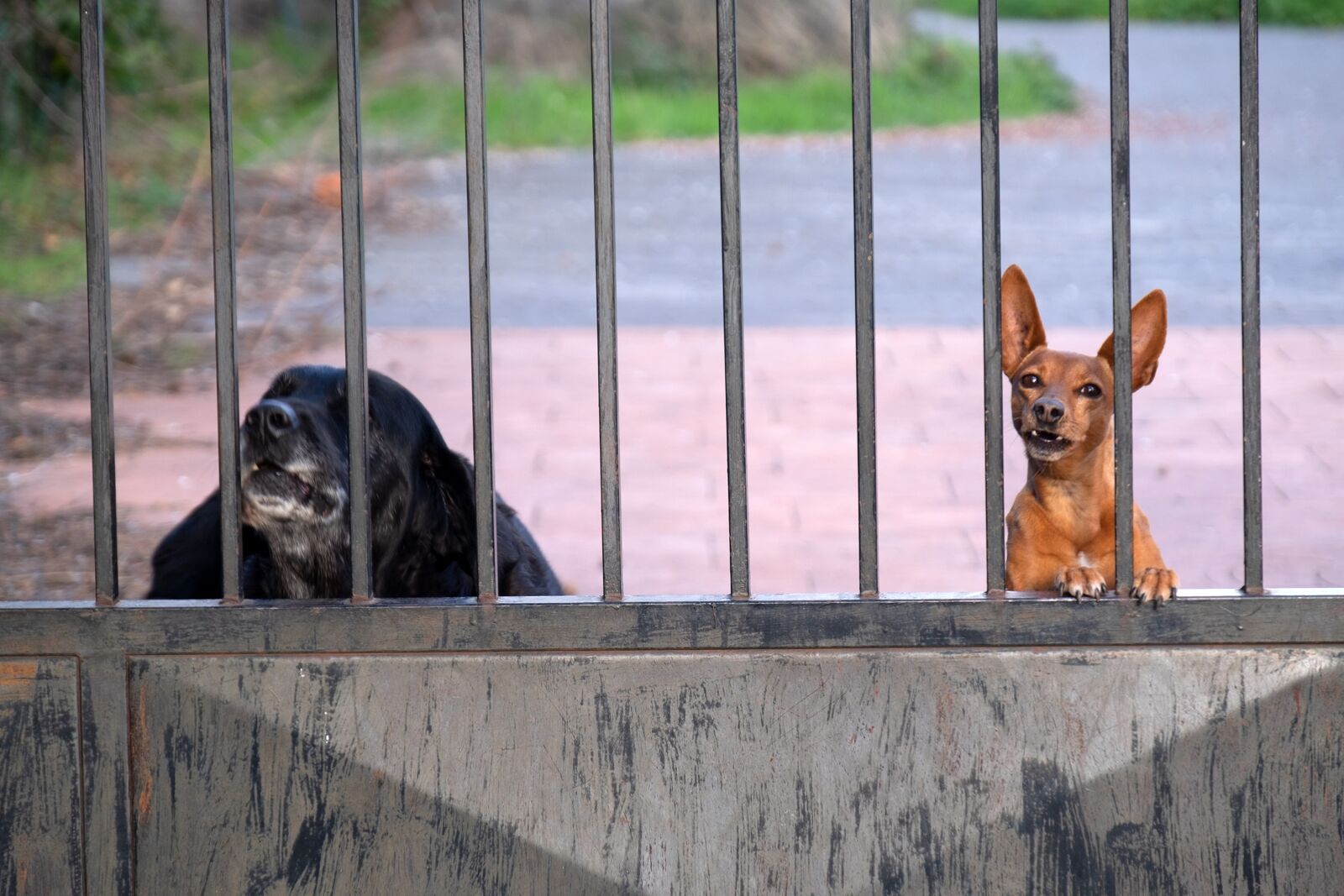 Fujifilm X-T1 sample photo. Dogs, fence bars, friendship photography