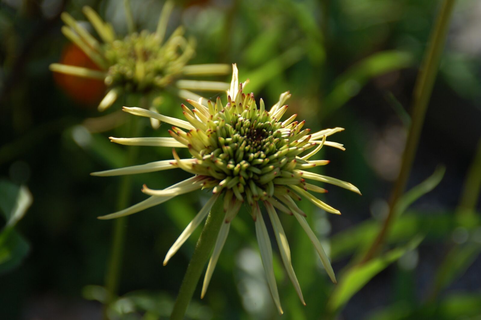 Nikon D40 sample photo. Flower, green, floral photography