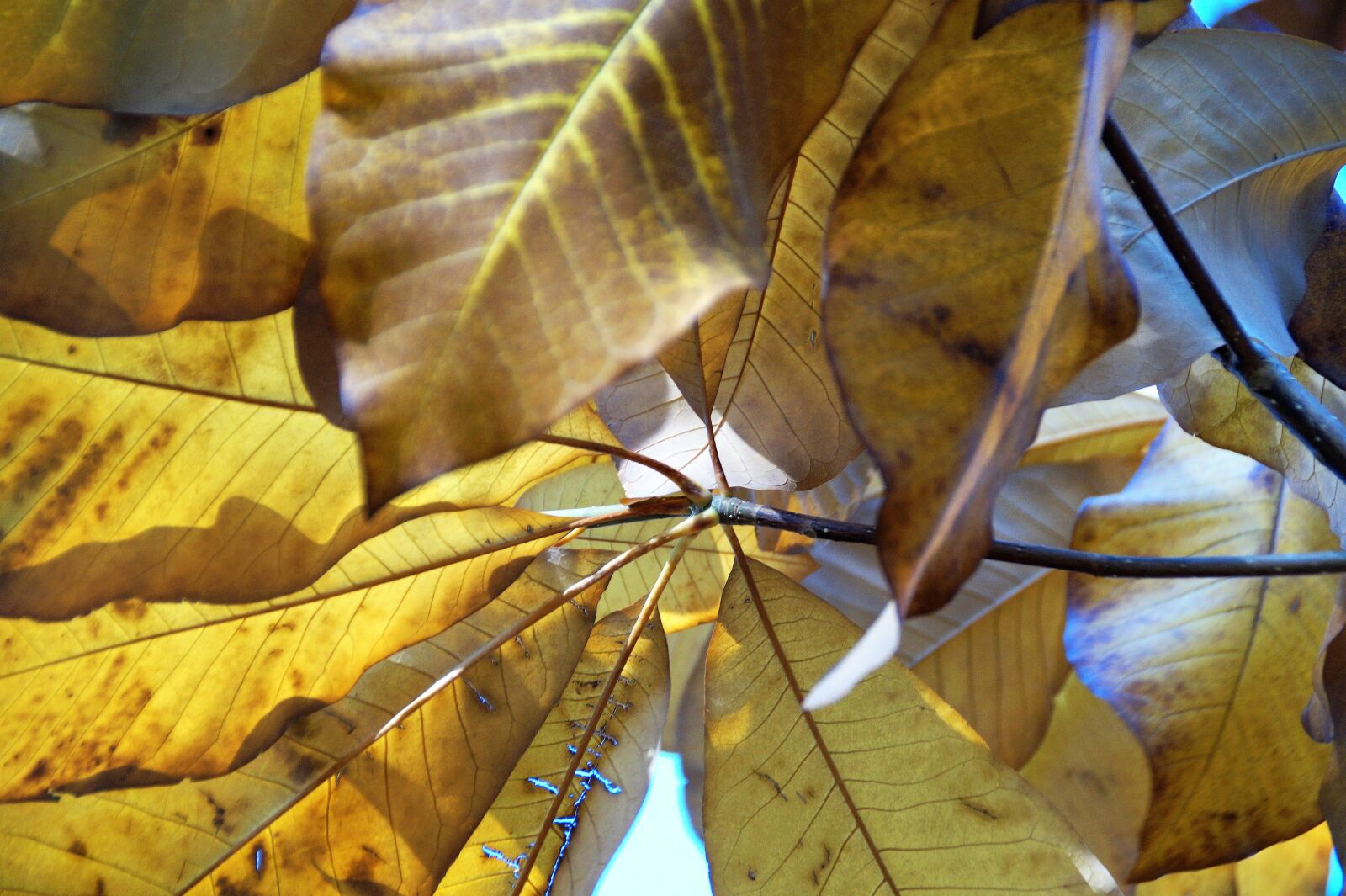 Sony SLT-A58 sample photo. Tree, foliage, autumn photography