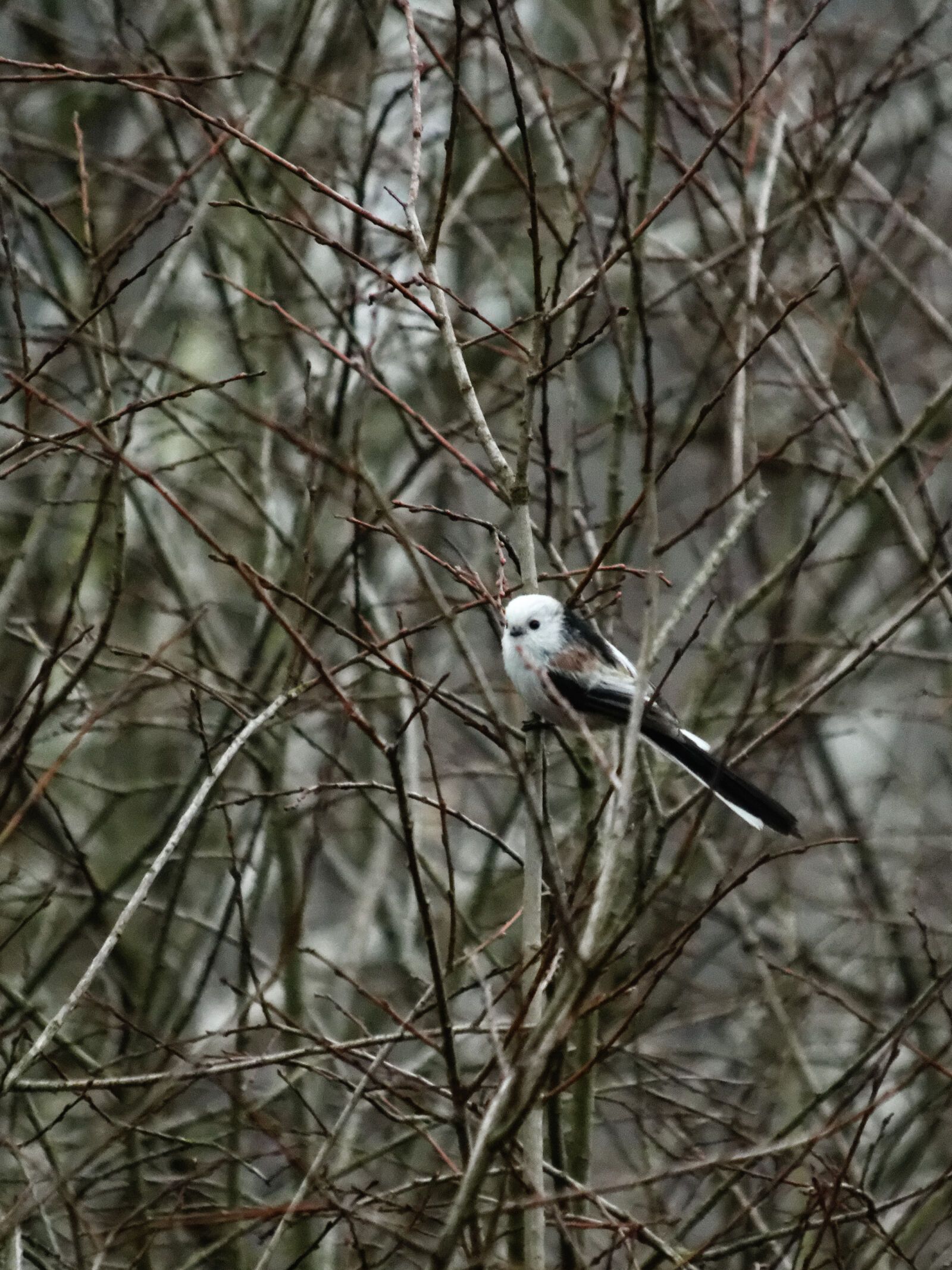 Nikon D3200 sample photo. Bird, long, tailed, tit photography