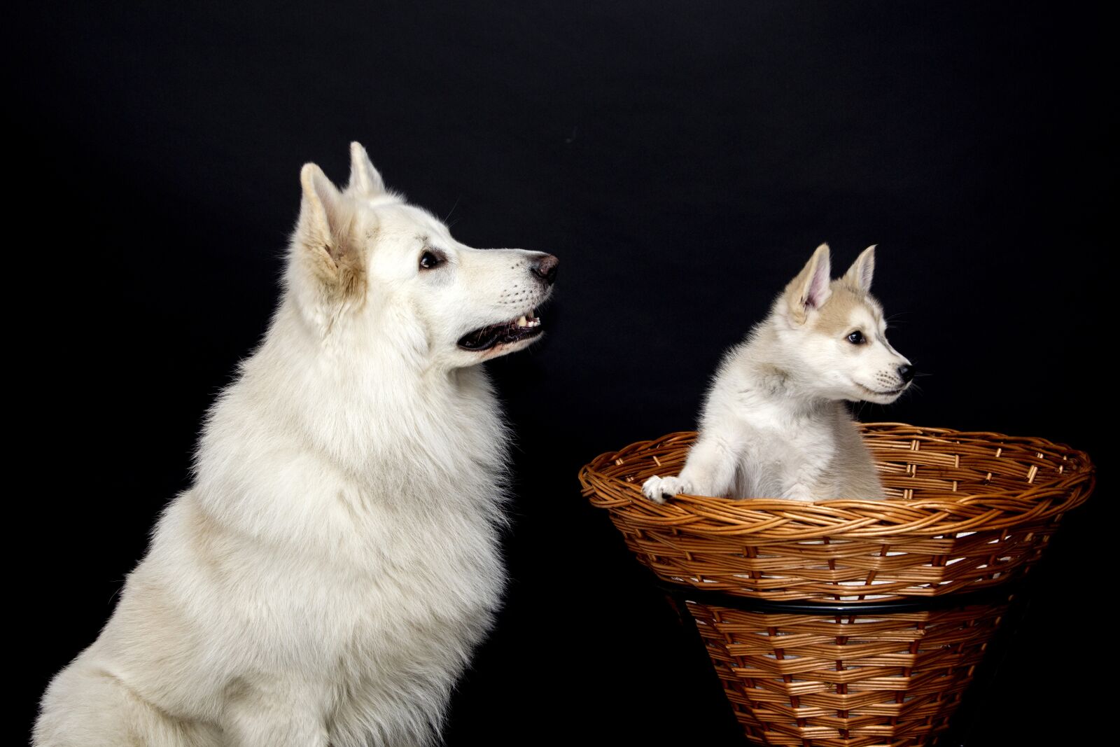 Canon EOS-1D Mark IV + Canon EF 24-105mm F4L IS USM sample photo. Cute, sweet, dog photography