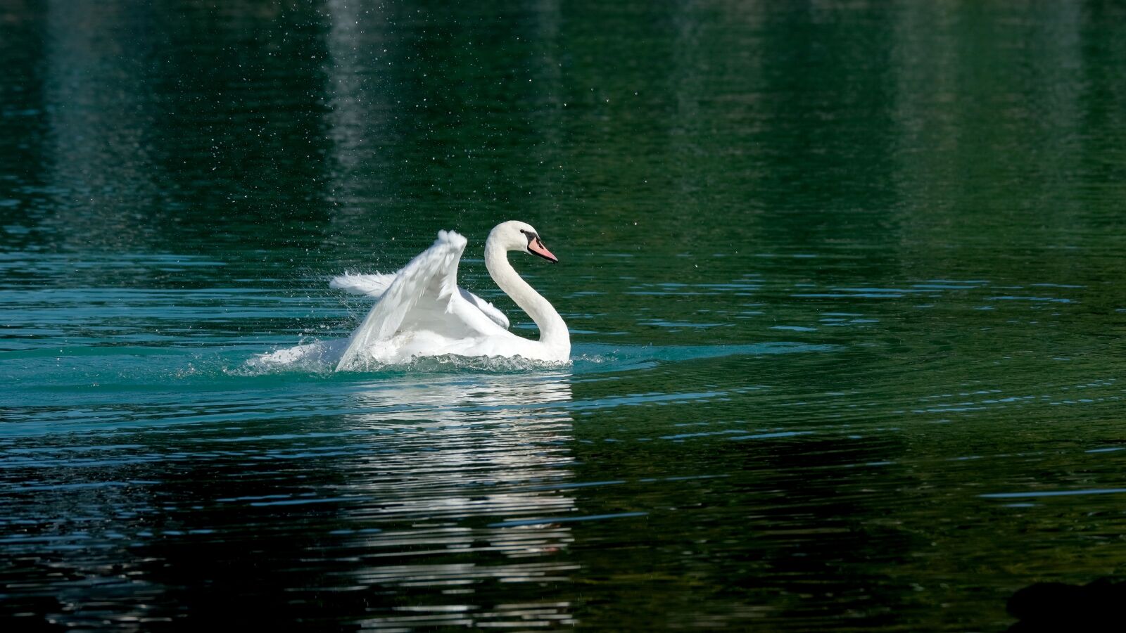 Fujifilm X-T3 sample photo. Swan, water bird, lake photography