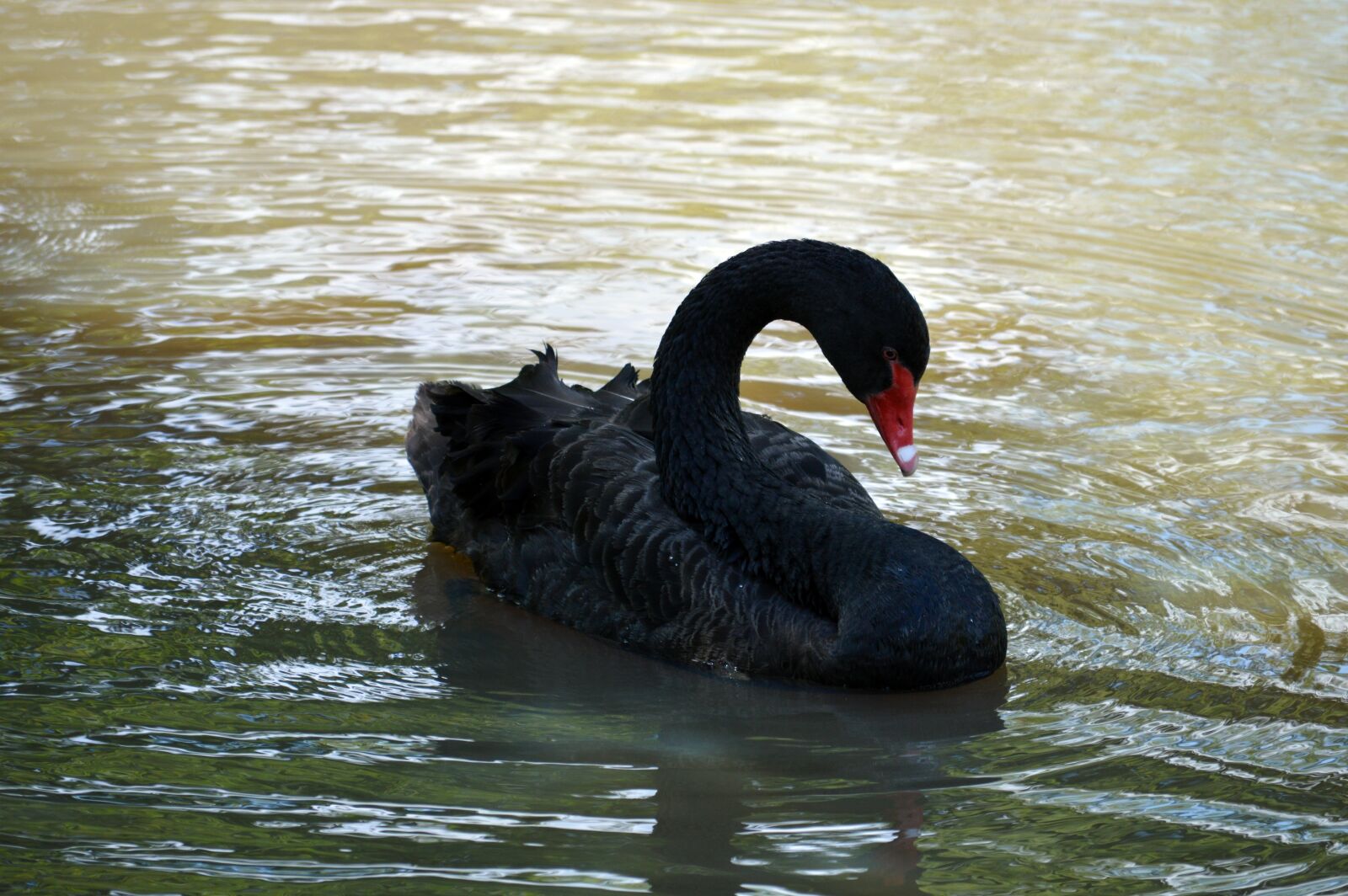 Nikon D3200 sample photo. Black swan, swan, nature photography