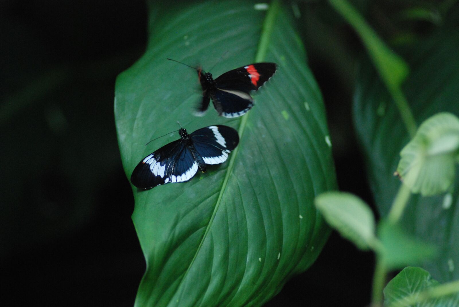 Nikon D80 sample photo. Butterflies, mating, good times photography