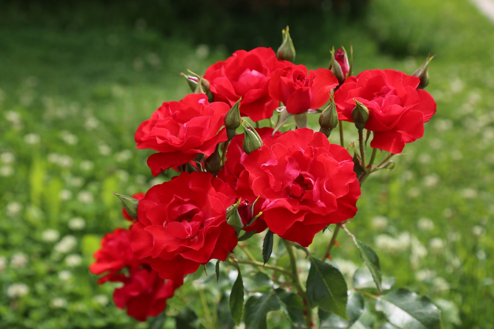Canon EF 24-105mm F4L IS USM sample photo. Rose, roses, nature photography