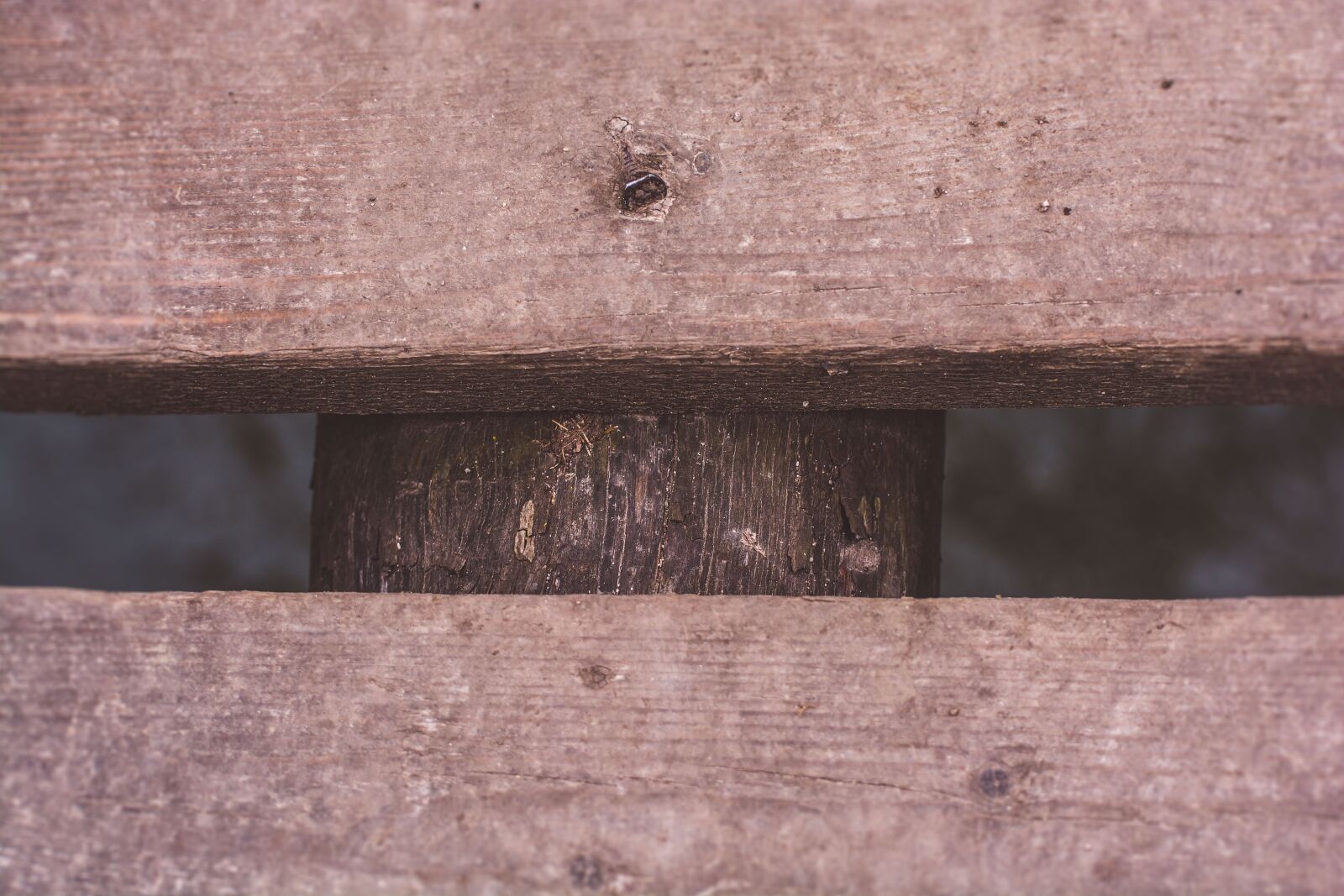 Nikon D7100 sample photo. Nature, wood, forrest photography