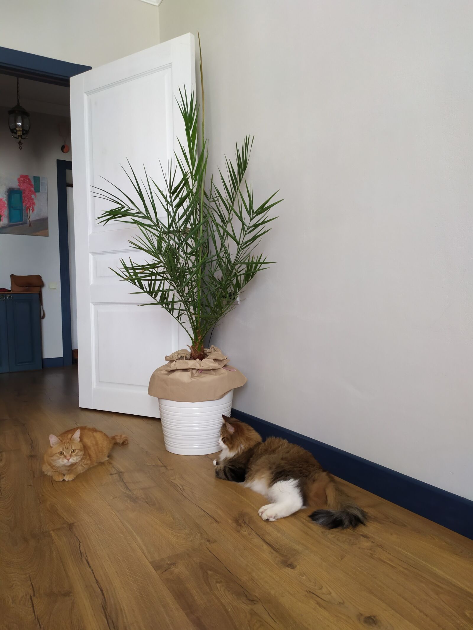 Xiaomi Redmi Note 7 sample photo. Interior, cats, plant photography