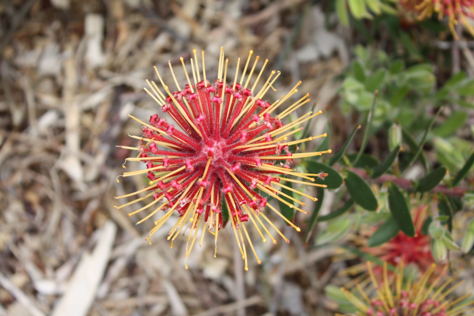 Canon EOS 450D (EOS Rebel XSi / EOS Kiss X2) sample photo. Fynbos, south africa, cape photography
