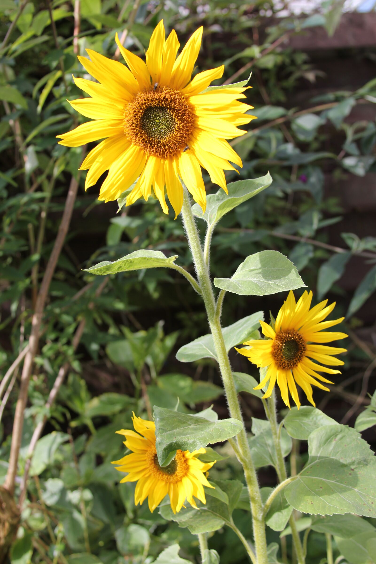 Canon EOS 550D (EOS Rebel T2i / EOS Kiss X4) sample photo. Bloom, flower, sunflower photography
