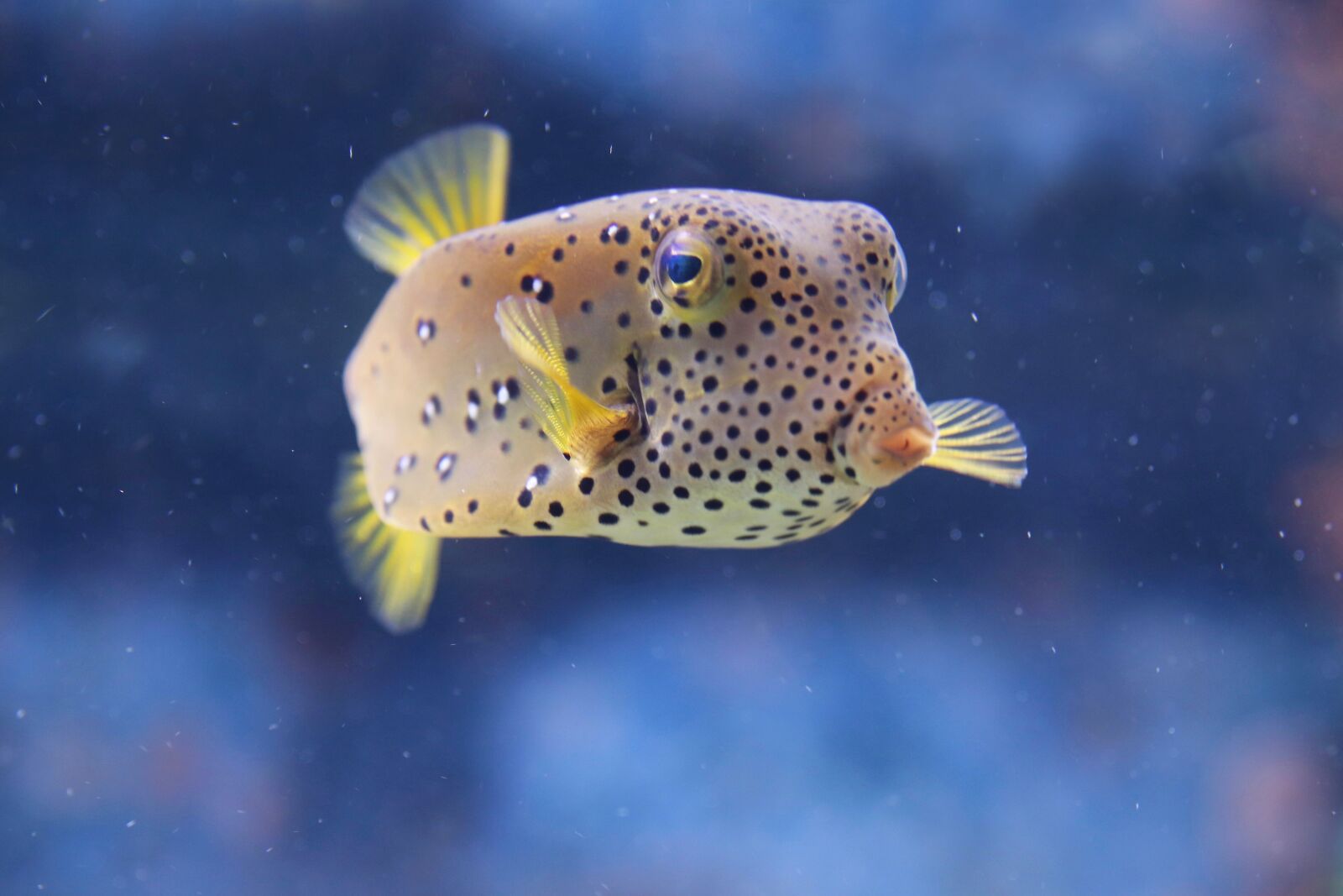 Canon EOS 800D (EOS Rebel T7i / EOS Kiss X9i) sample photo. Puffer fish, fish, the photography
