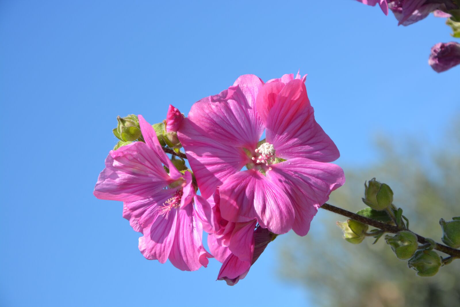 Nikon D5200 sample photo. Hibiscus, pink flowers, petals photography