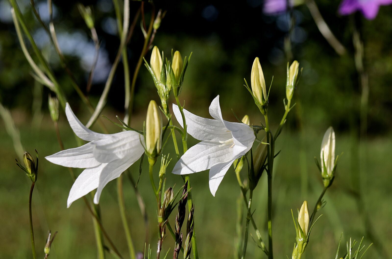 Canon EOS R sample photo. Bellflower, blossom, bloom photography