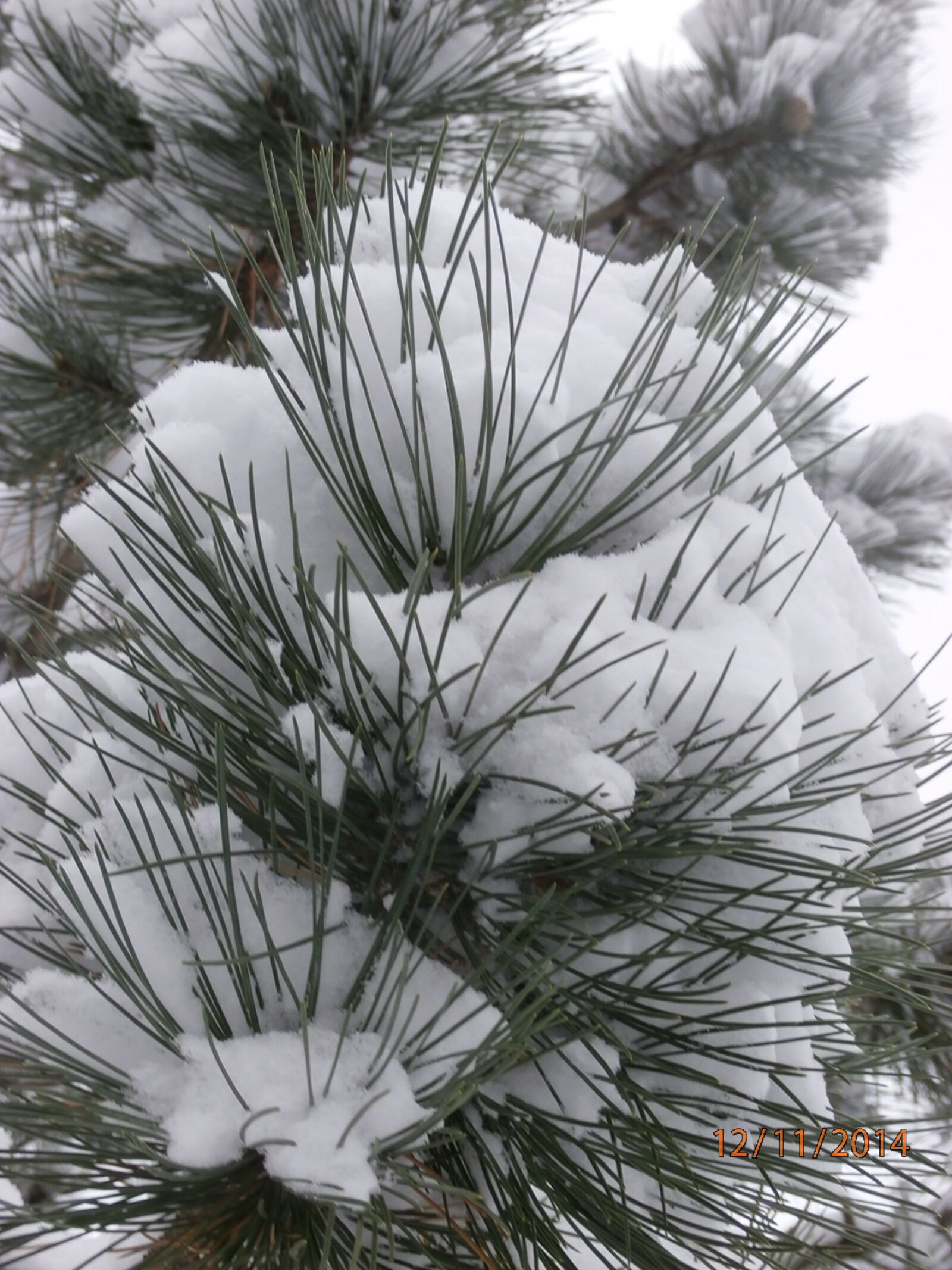Olympus SZ-15,DZ-100 sample photo. Snow, on, pine photography