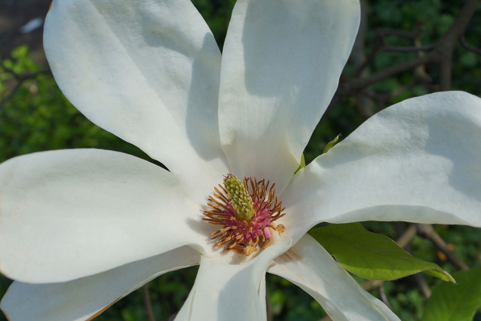 Sony SLT-A65 (SLT-A65V) + Sony DT 18-55mm F3.5-5.6 SAM sample photo. Flora, magnolia flower, spring photography