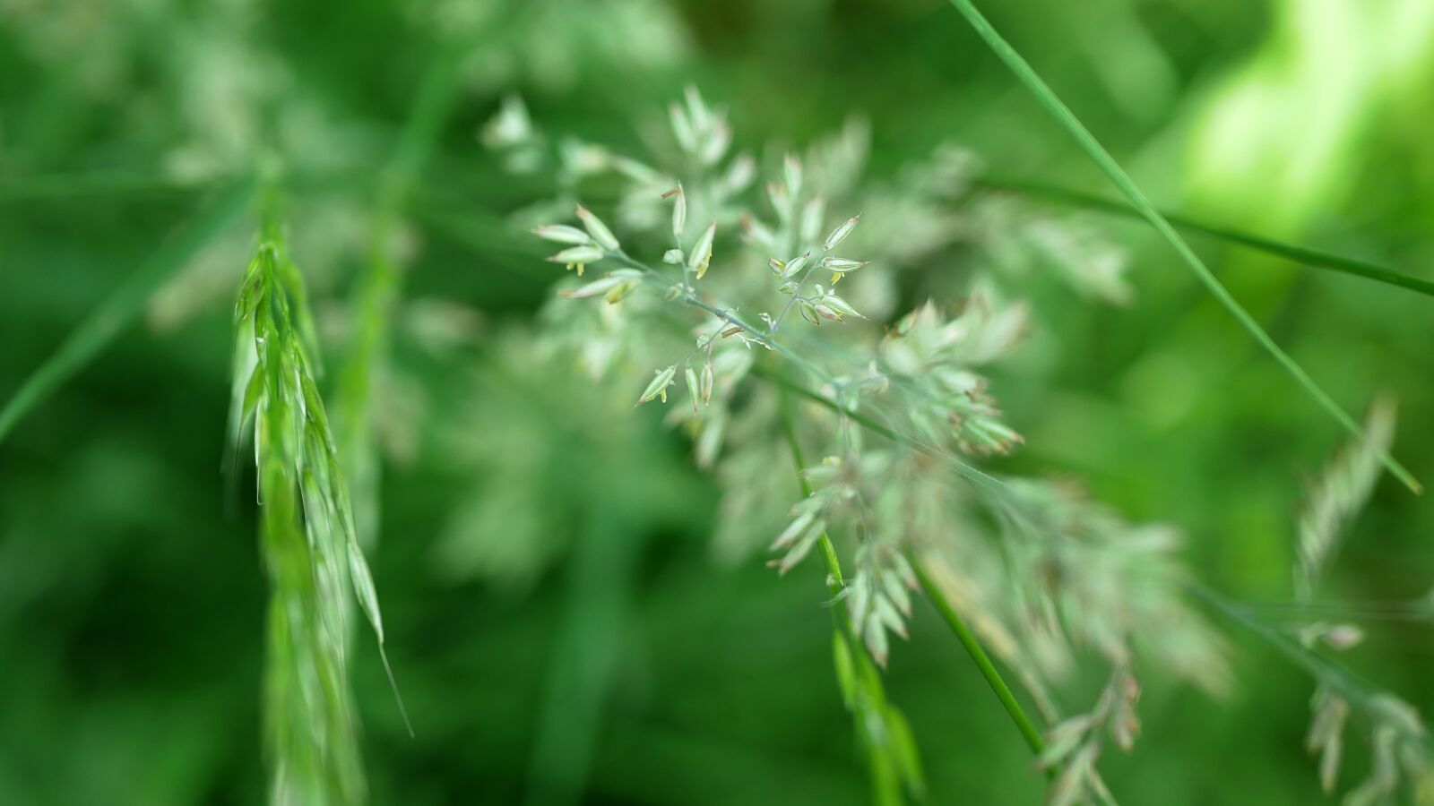 Panasonic Lumix DMC-GX85 (Lumix DMC-GX80 / Lumix DMC-GX7 Mark II) sample photo. Wild herbs, meadow, nature photography