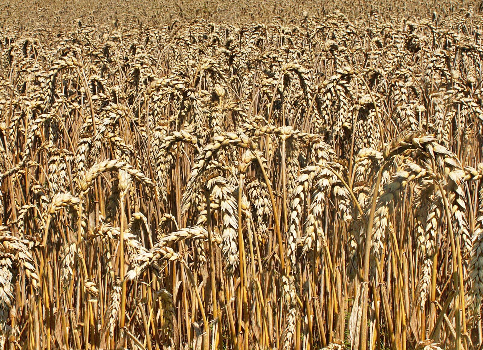 KONICA MINOLTA DiMAGE Z3 sample photo. Corn, field, agriculture photography