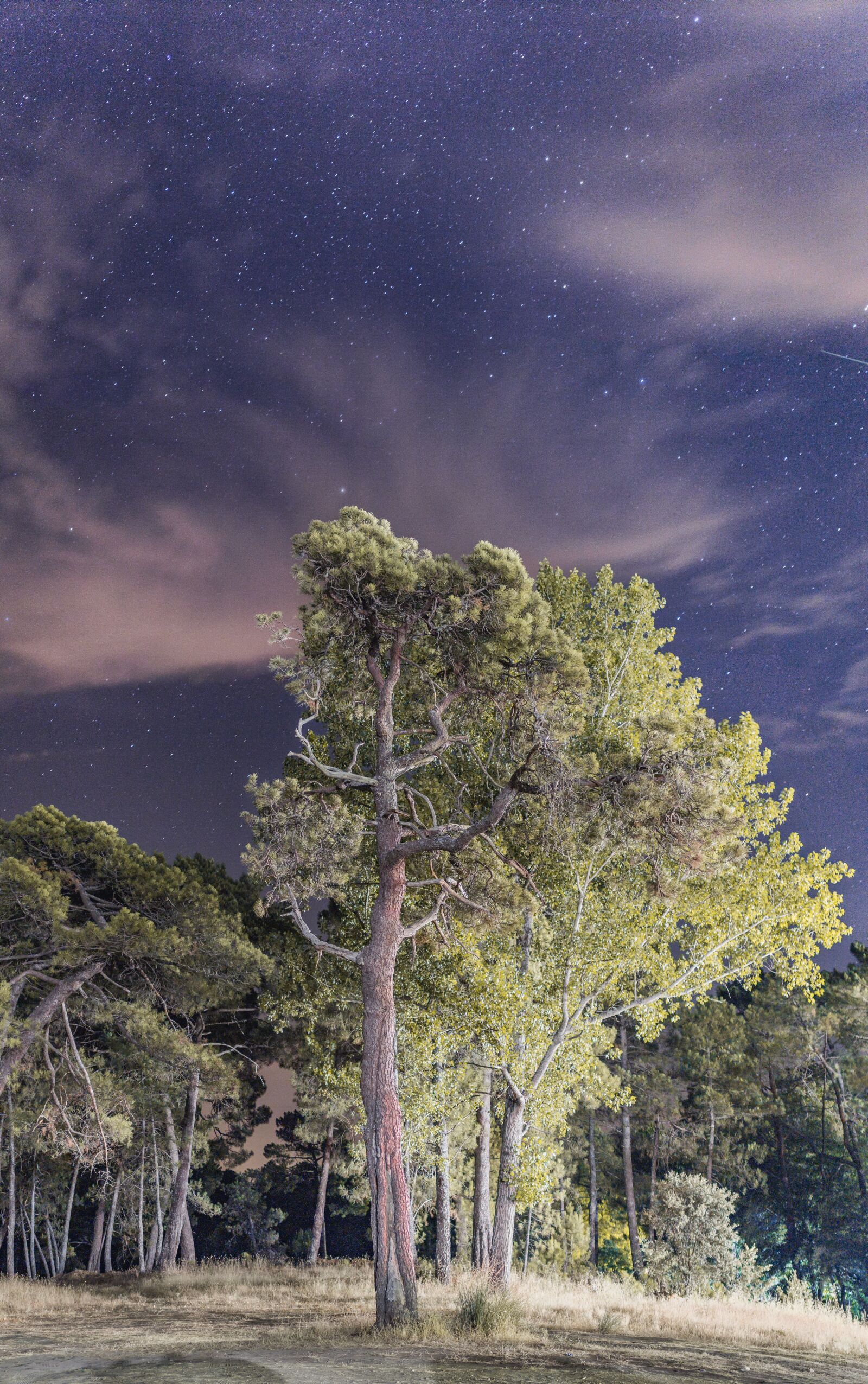Canon EOS 600D (Rebel EOS T3i / EOS Kiss X5) sample photo. Night, tree, forest photography