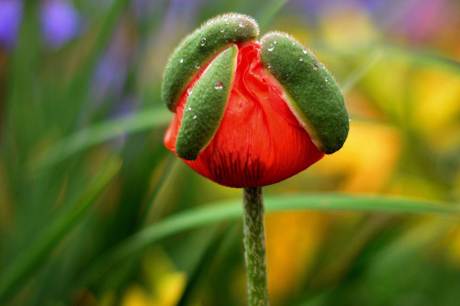 Nikon D5200 sample photo. Poppy, capsule, summer photography