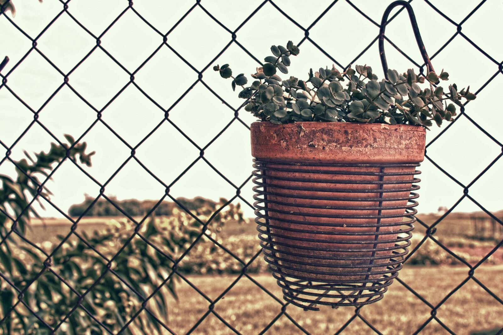 Canon EF-S 18-55mm F3.5-5.6 IS sample photo. Flowerpot, flowers, terracotta, wires photography