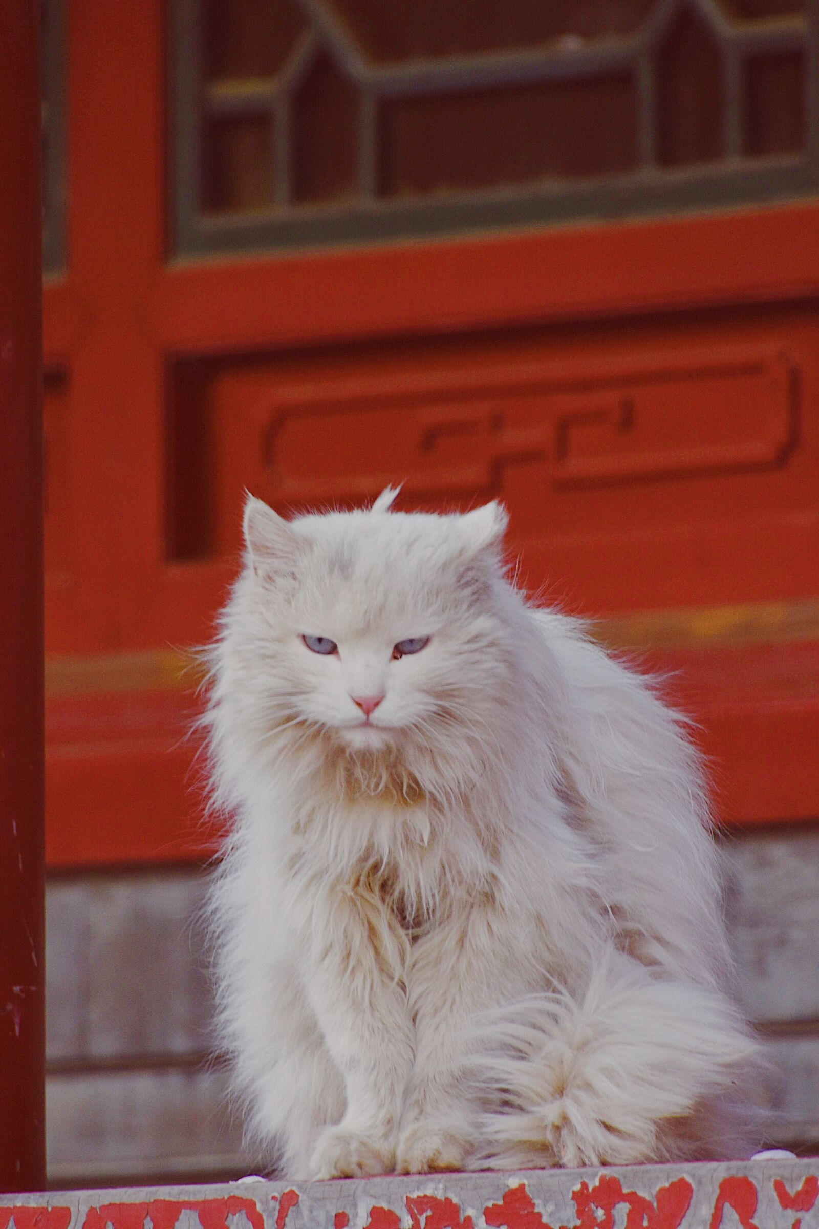 Nikon D7200 sample photo. Cat, red, kitten photography