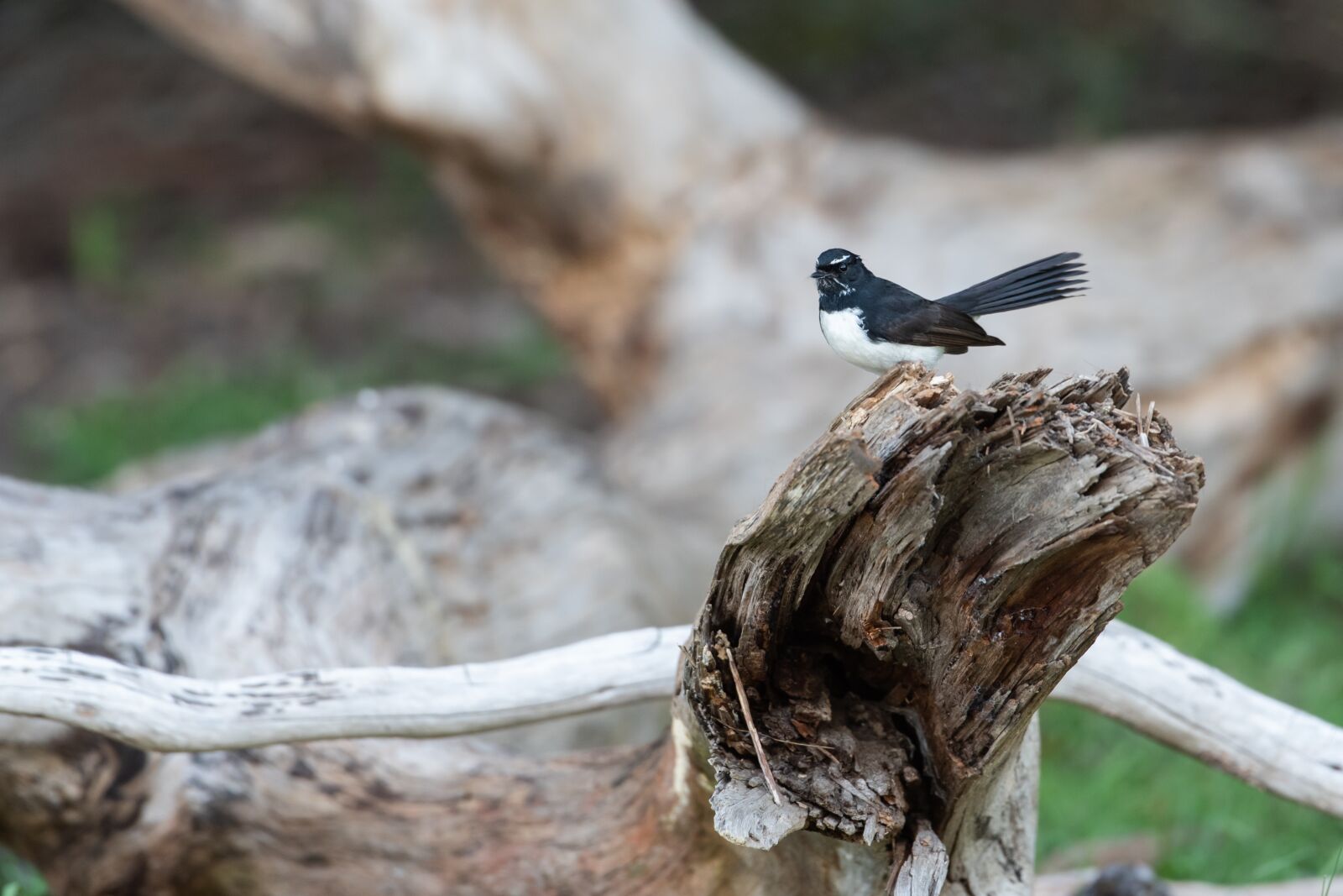 Nikon D750 sample photo. Willie wagtail, willy wagtail photography