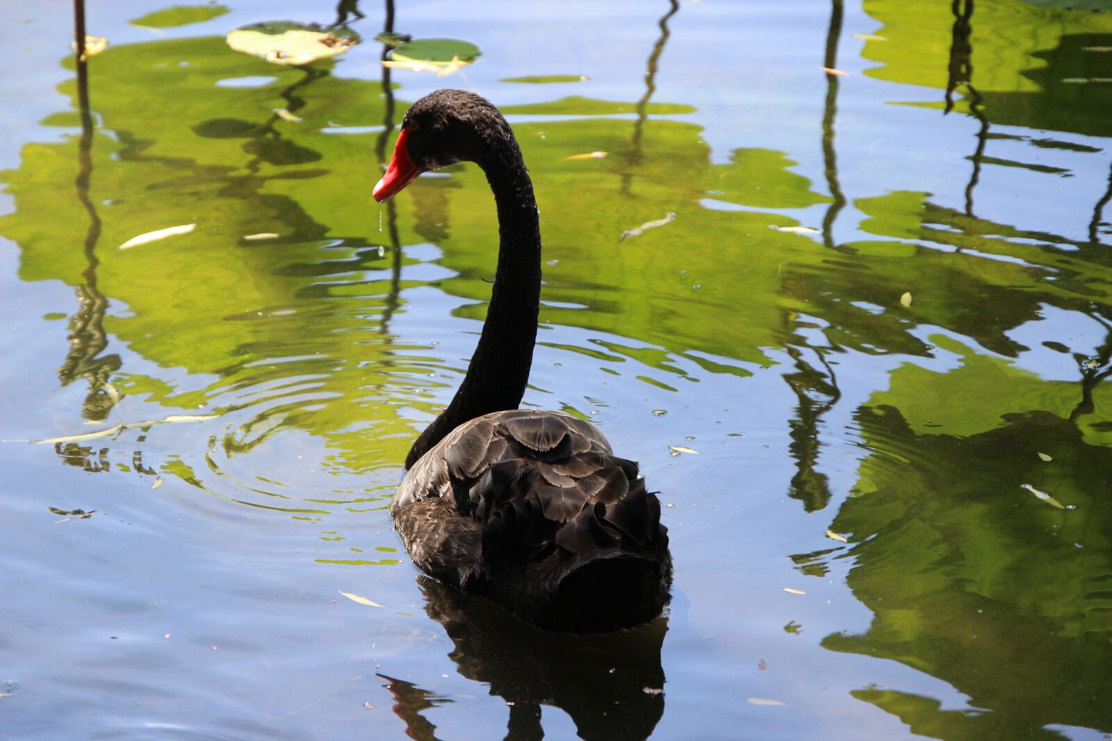 Canon EOS 600D (Rebel EOS T3i / EOS Kiss X5) sample photo. Swan, black swan, beak photography