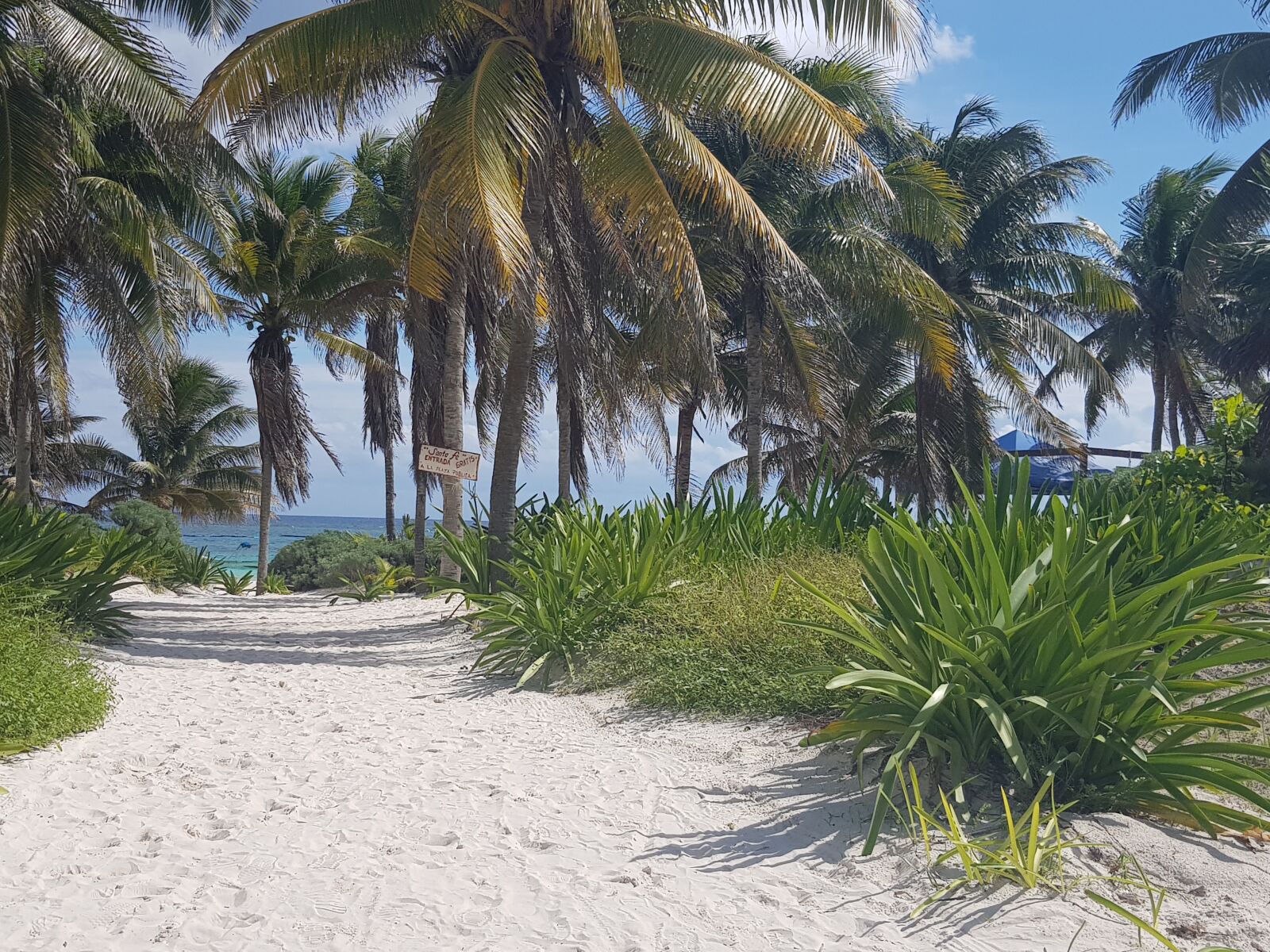 Samsung Galaxy S8 sample photo. Beach, palm sunday, carribean photography